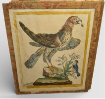 Gravure "Faucon avec le collier" par BOUCHARD