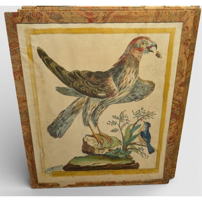 Gravure "Faucon avec le collier" par BOUCHARD