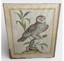 Gravure "Chathuant du Canada" par BOUCHARD