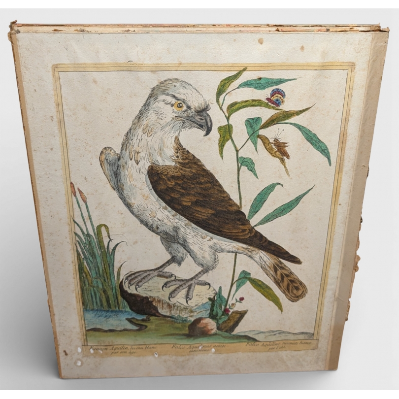 Gravure "Faucon Aquilin" par Magdalena BOUCHARD