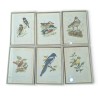 Set of 6 ‘Birds’ prints by MARR