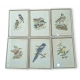 Lot de 6 gravures "Oiseaux" par MARR