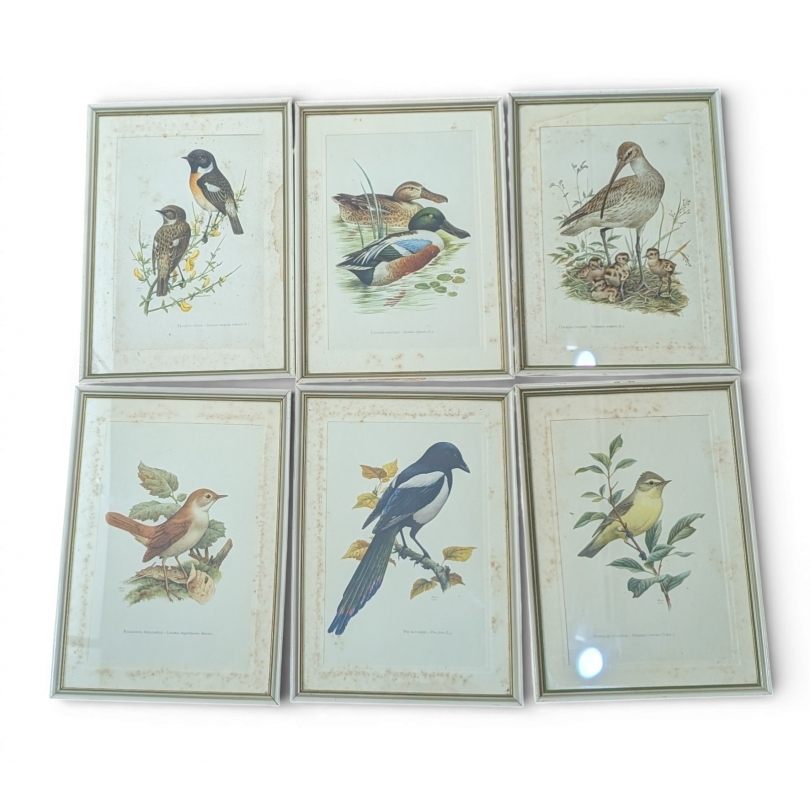 Lot de 6 gravures "Oiseaux" par MARR