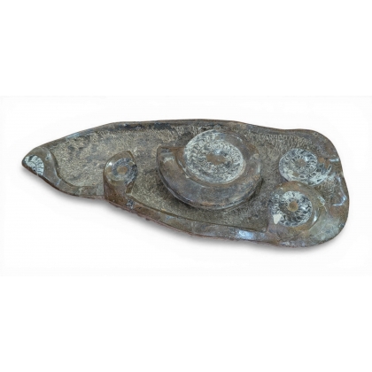 Sculpture de fossiles de nautilus