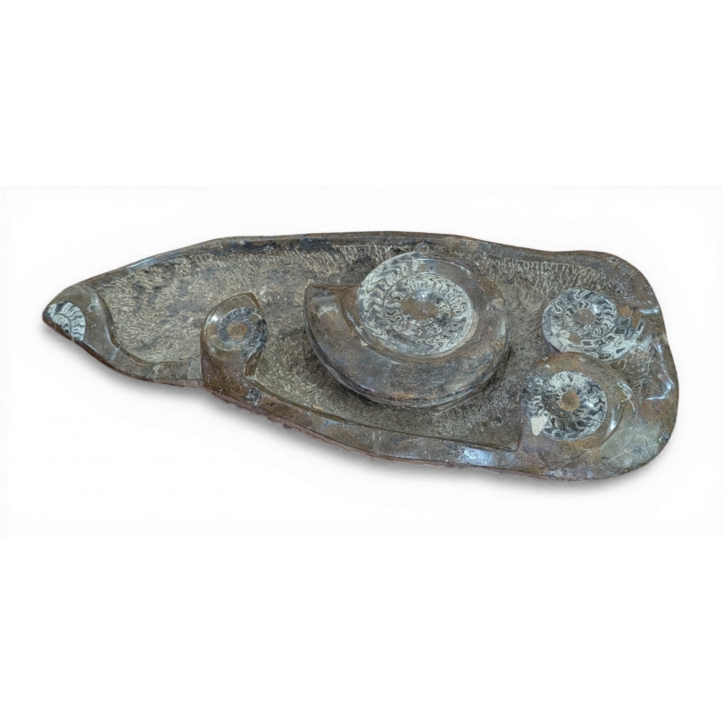 Sculpture de fossiles de nautilus