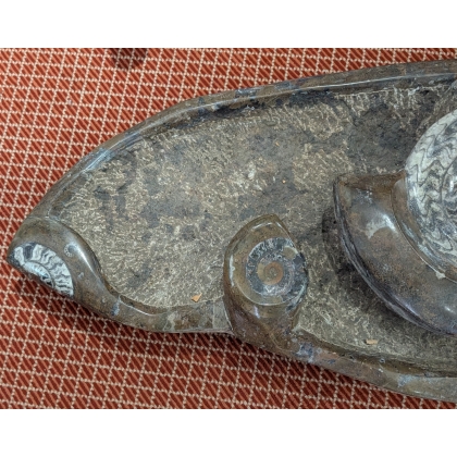 Sculpture de fossiles de nautilus
