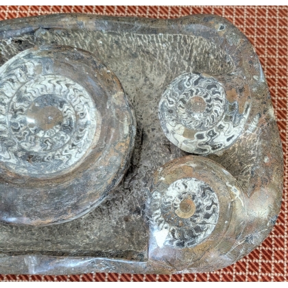 Sculpture de fossiles de nautilus