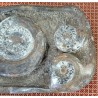 Sculpture de fossiles de nautilus