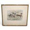 Gravure "Canards pilets" signée HAINARD