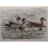 Gravure "Canards pilets" signée HAINARD