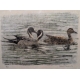 Gravure "Canards pilets" signée HAINARD