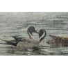Gravure "Canards pilets" signée HAINARD