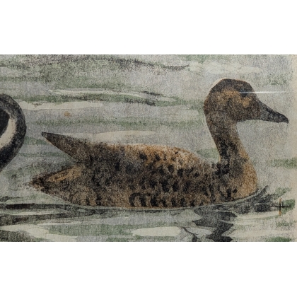 Gravure "Canards pilets" signée HAINARD