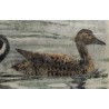Gravure "Canards pilets" signée HAINARD