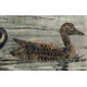Gravure "Canards pilets" signée HAINARD