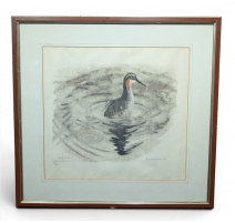 Gravure "Phalarope" signée HAINARD