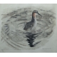 Gravure "Phalarope" signée HAINARD