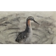Gravure "Phalarope" signée HAINARD