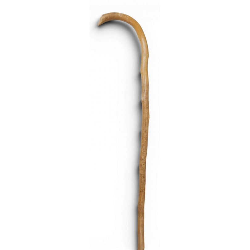 Baton de berger en ronce