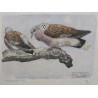 Gravure "Tourterelles", signée  sur Moinat SA  - Antiquités décoration -  Gravures, Lithos