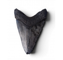 Dent de Mégalodon