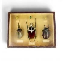 Vitrine d'entomologiste