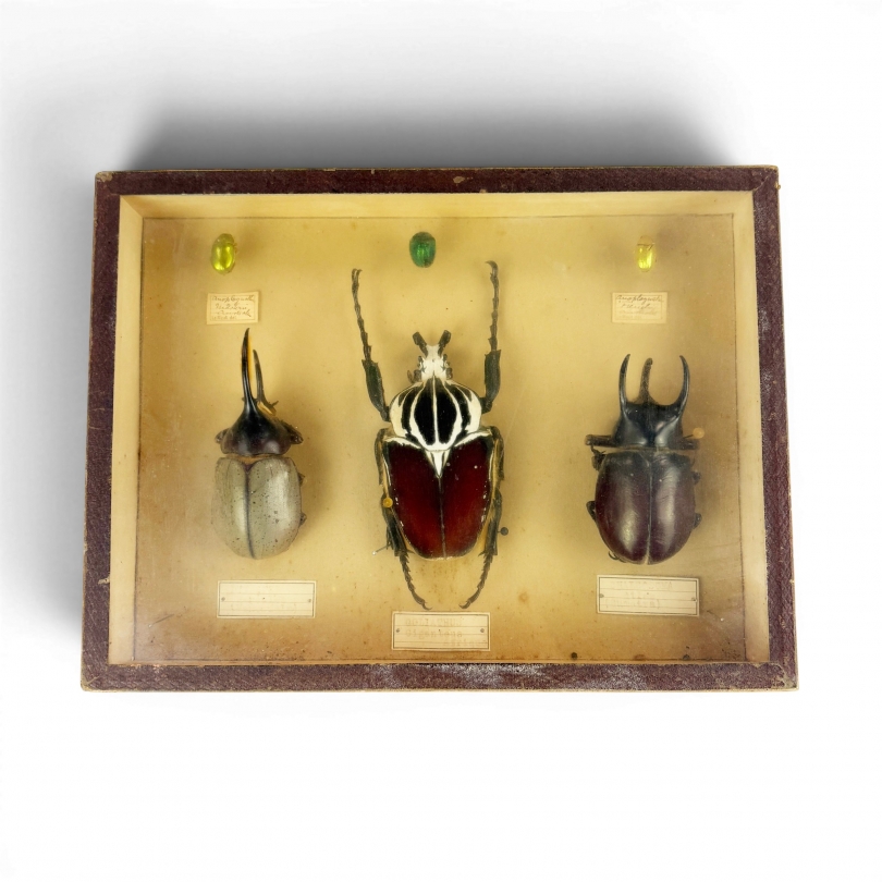 Vitrine d'entomologiste