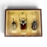 Vitrine d'entomologiste