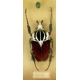 Vitrine d'entomologiste