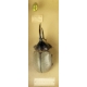 Vitrine d'entomologiste