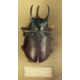 Vitrine d'entomologiste