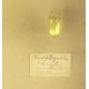 Vitrine d'entomologiste