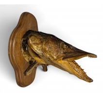 Tête de brochet naturalisée