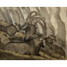 Gravure "Les bouquetins endormis" signée COSANDEY
