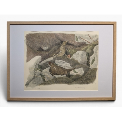 Engraving entitled ‘Alpine Ptarmigans in Summer’, signed COSANDEY