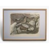 Gravure "Lagopèdes alpins l'été" signée COSANDEY