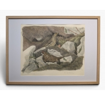 Gravure "Lagopèdes alpins l'été" signée COSANDEY