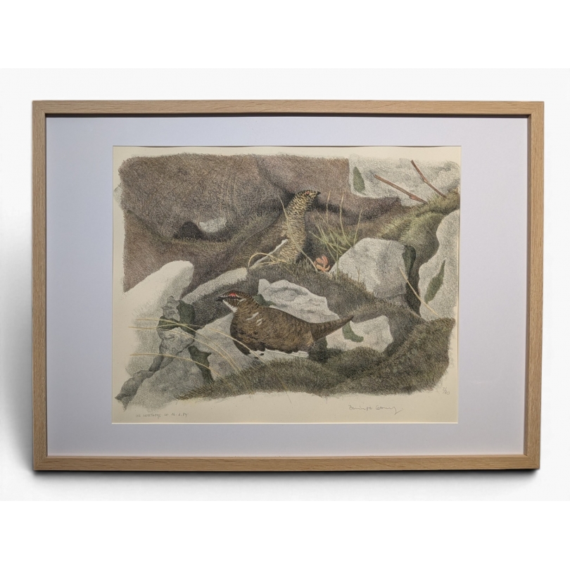 Gravure "Lagopèdes alpins l'été" signée COSANDEY