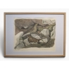 Gravure "Lagopèdes alpins l'été" signée COSANDEY