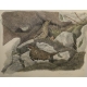 Gravure "Lagopèdes alpins l'été" signée COSANDEY