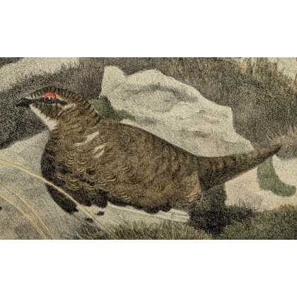 Gravure "Lagopèdes alpins l'été" signée COSANDEY