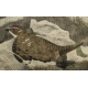 Gravure "Lagopèdes alpins l'été" signée COSANDEY