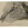 Gravure "Lagopèdes alpins l'été" signée COSANDEY