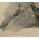 Gravure "Lagopèdes alpins l'été" signée COSANDEY