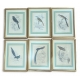 Lot de 6 gravures "Oiseaux" par SWAINSSON
