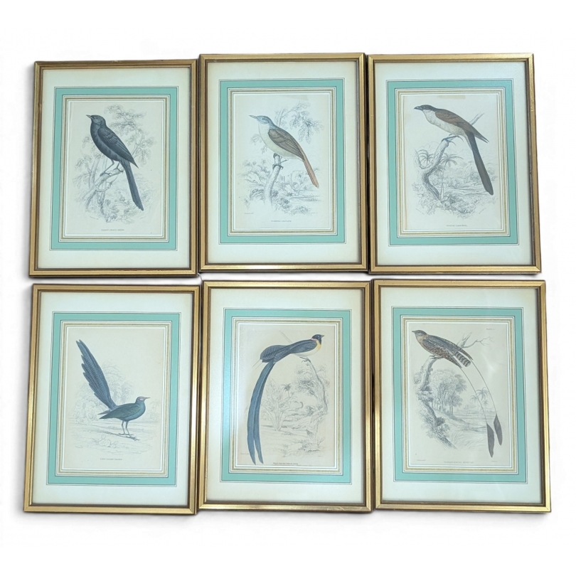 Lot de 6 gravures "Oiseaux" par SWAINSSON