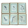 Lot de 6 gravures "Oiseaux" par SWAINSSON
