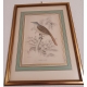 Lot de 6 gravures "Oiseaux" par SWAINSSON