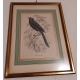 Lot de 6 gravures "Oiseaux" par SWAINSSON