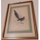 Lot de 6 gravures "Oiseaux" par SWAINSSON